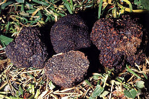 tartufo nero